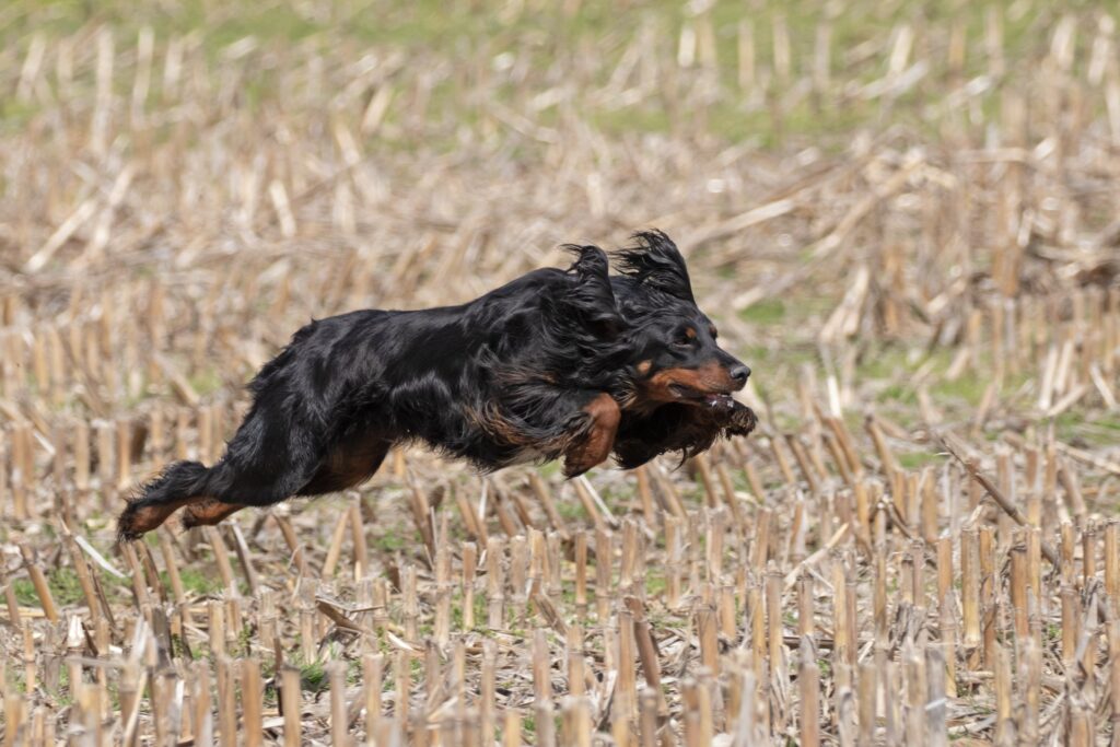 gordon setter 1